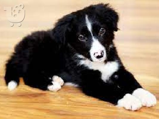 PoulaTo: Boarder Coli x Husky, star 5 tjedana.